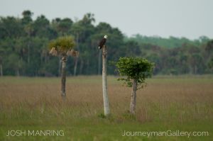 Josh Manring Photographer Decor Wall Art -  Florida Birds Everglades -21.jpg